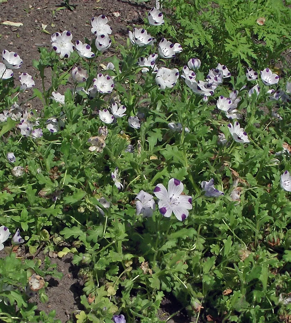 Five-Spot Nemophila (Nemophila Maculata) — they boast a bright white base with five distinct