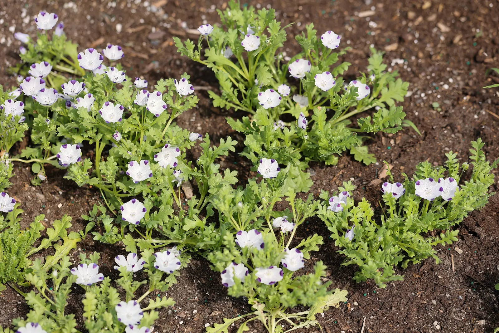 Five-Spot Nemophila (Nemophila Maculata) — It features a low, spreading habit, reaching 6-12 inches in height, with delicate cup-shaped blossoms