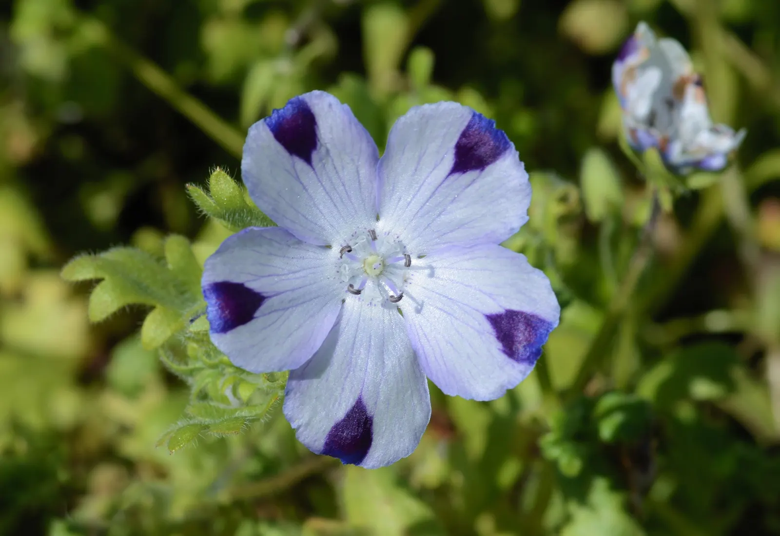 Five-Spot Nemophila (Nemophila Maculata) — they boast a bright white base with five distinct, image 32