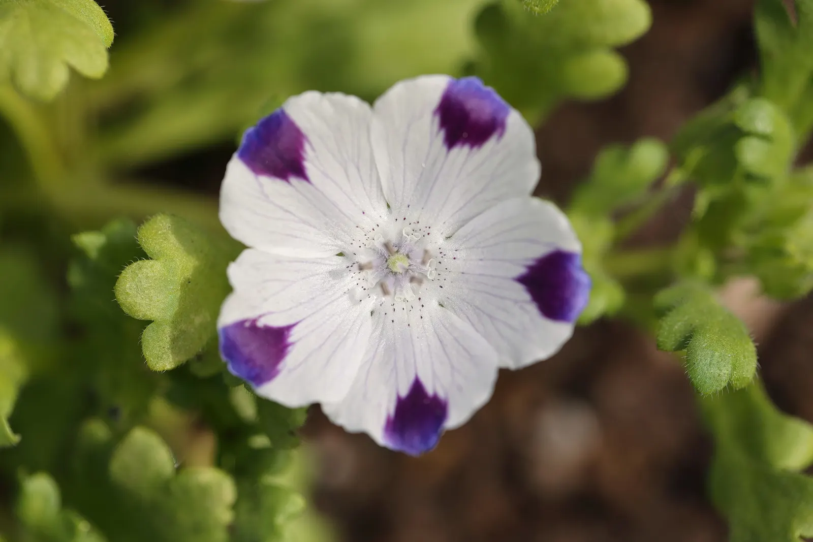 Five-Spot Nemophila (Nemophila Maculata) — blue flowers in the garden