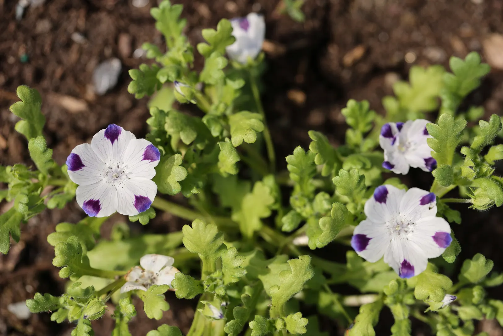 Five-Spot Nemophila (Nemophila Maculata) — It features lush, light green foliage that serves as a beautiful backdrop for its showy flowers