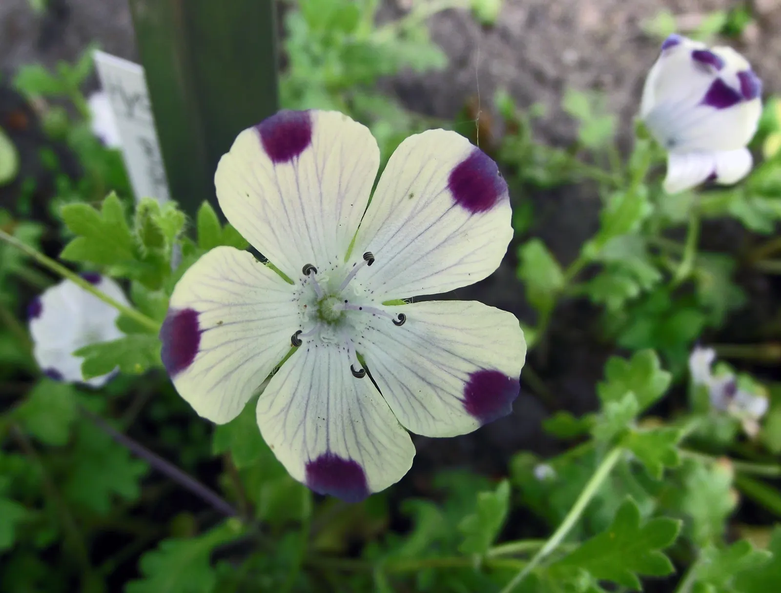 Five-Spot Nemophila (Nemophila Maculata) — is an annual flowering plant native to California that brings a delicate charm to any garden landscape