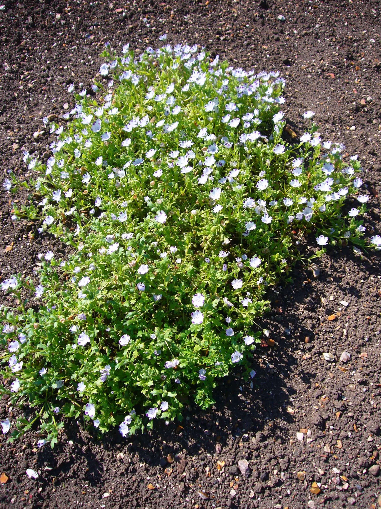 Five-Spot Nemophila (Nemophila Maculata) — annual for full or half