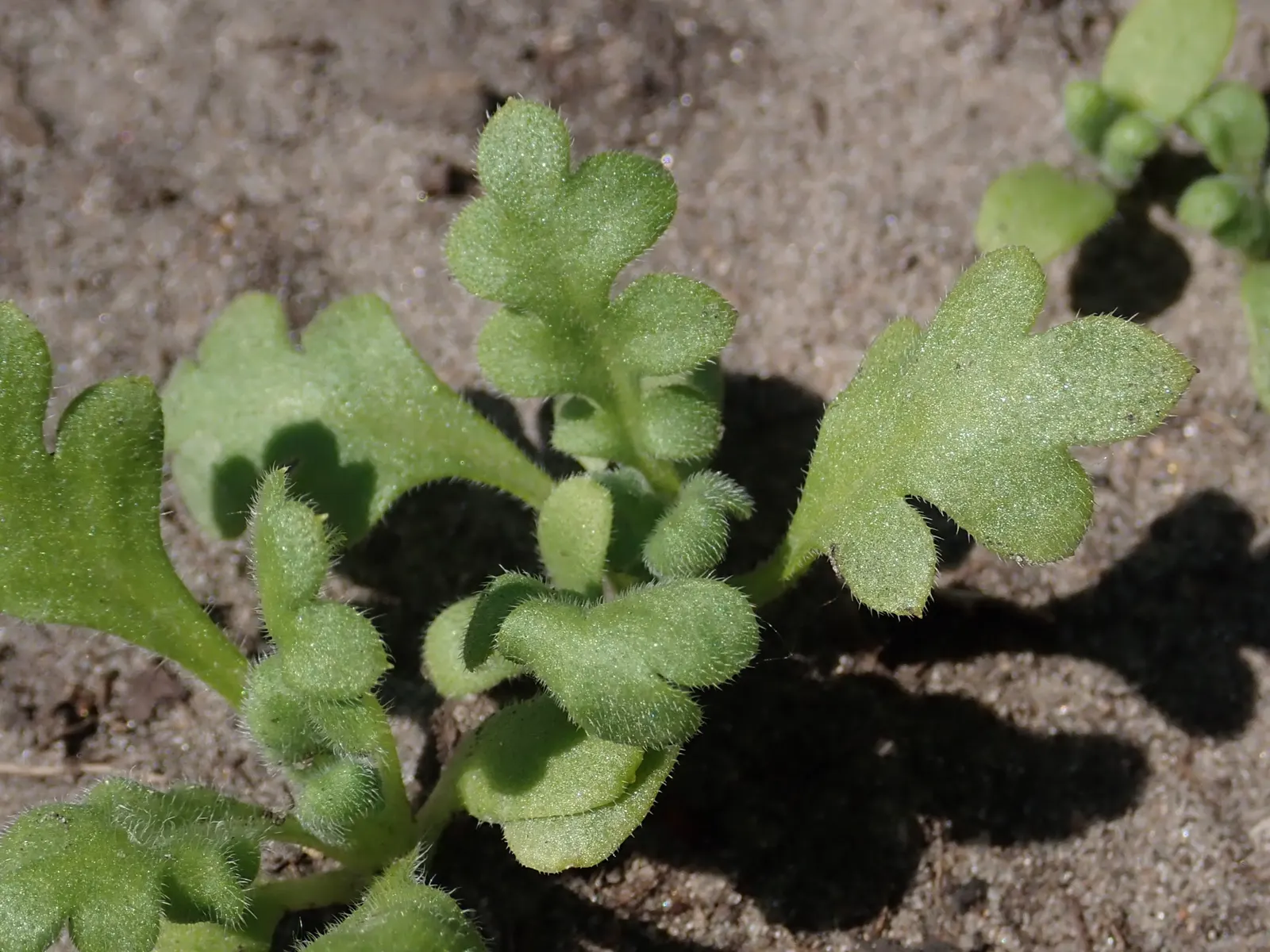 Five-Spot Nemophila (Nemophila Maculata) — or as an eye-catching mass planting; thriving in partial shade to full sun, this California native prefers moist