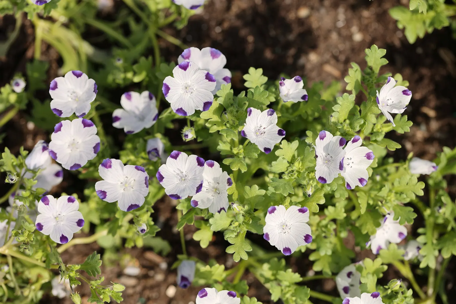 Five-Spot Nemophila (Nemophila Maculata) — Its unique floral pattern and manageable growth habit make it a highlight in any informal garden setting