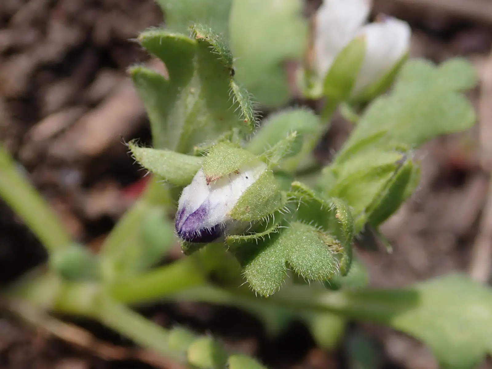 Five-Spot Nemophila (Nemophila Maculata) — deep purple spots at the tips of each petal