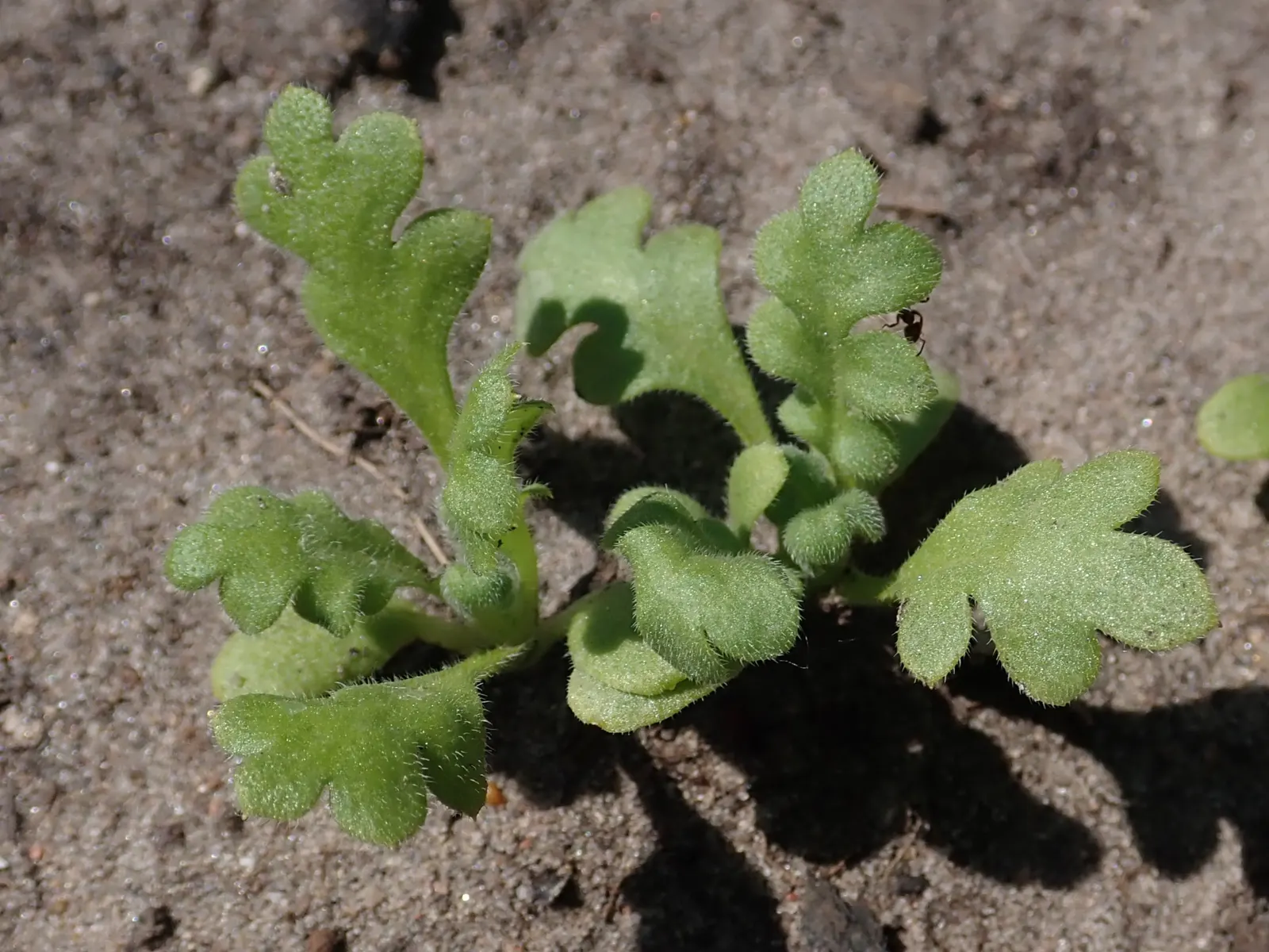 Five-Spot Nemophila (Nemophila Maculata) — with a slightly acidic to neutral pH level