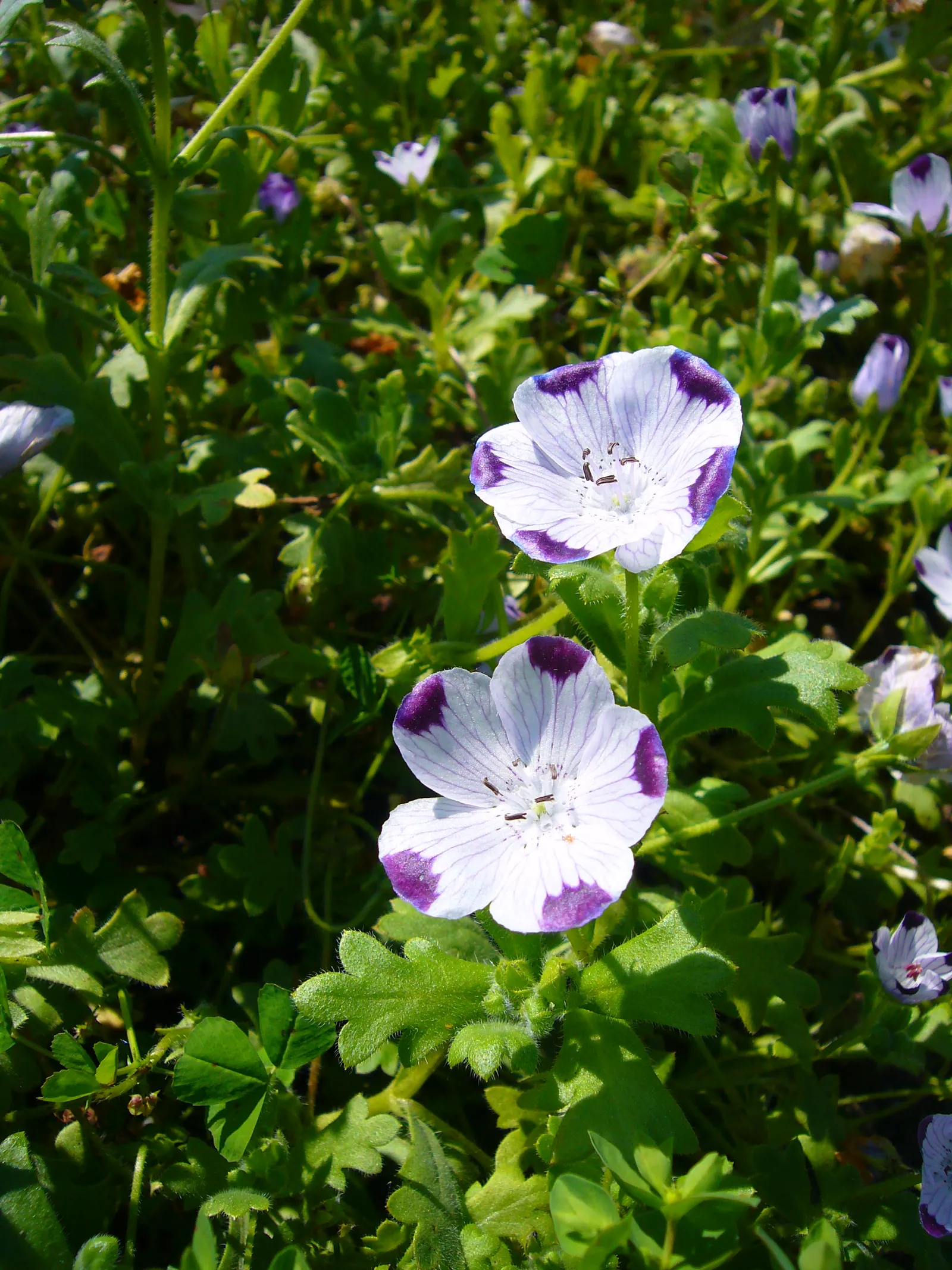 Five-Spot Nemophila (Nemophila Maculata) — It features a low, spreading habit, reaching 6-12 inches in height, with delicate cup-shaped blossoms; they boast a