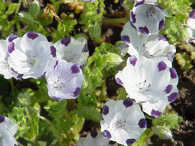 Five-Spot Nemophila (Nemophila Maculata) — is an annual flowering plant native to California that brings a delicate charm to any garden landscape; thriving in