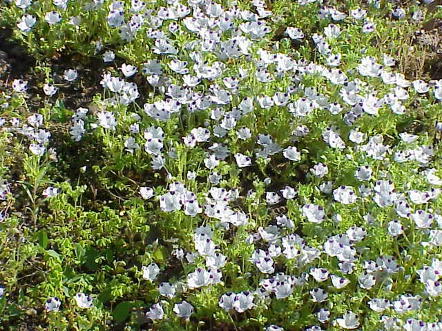 Five-Spot Nemophila (Nemophila Maculata) — Its unique floral pattern and manageable growth habit make it a highlight in any informal garden setting; they boast