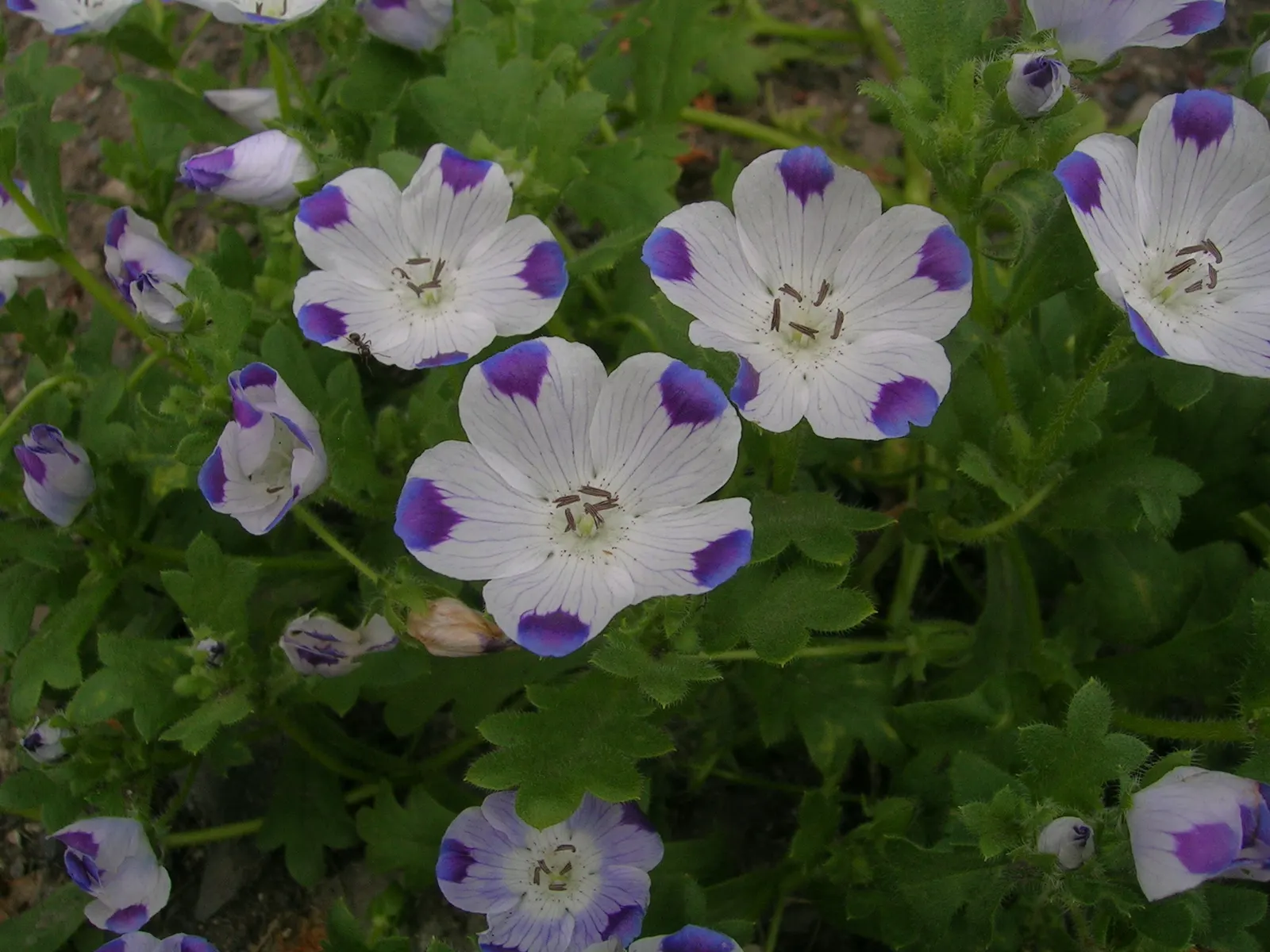 Five-Spot Nemophila (Nemophila Maculata) — blue flowers in the garden; thriving in partial shade to full sun, this California native prefers moist