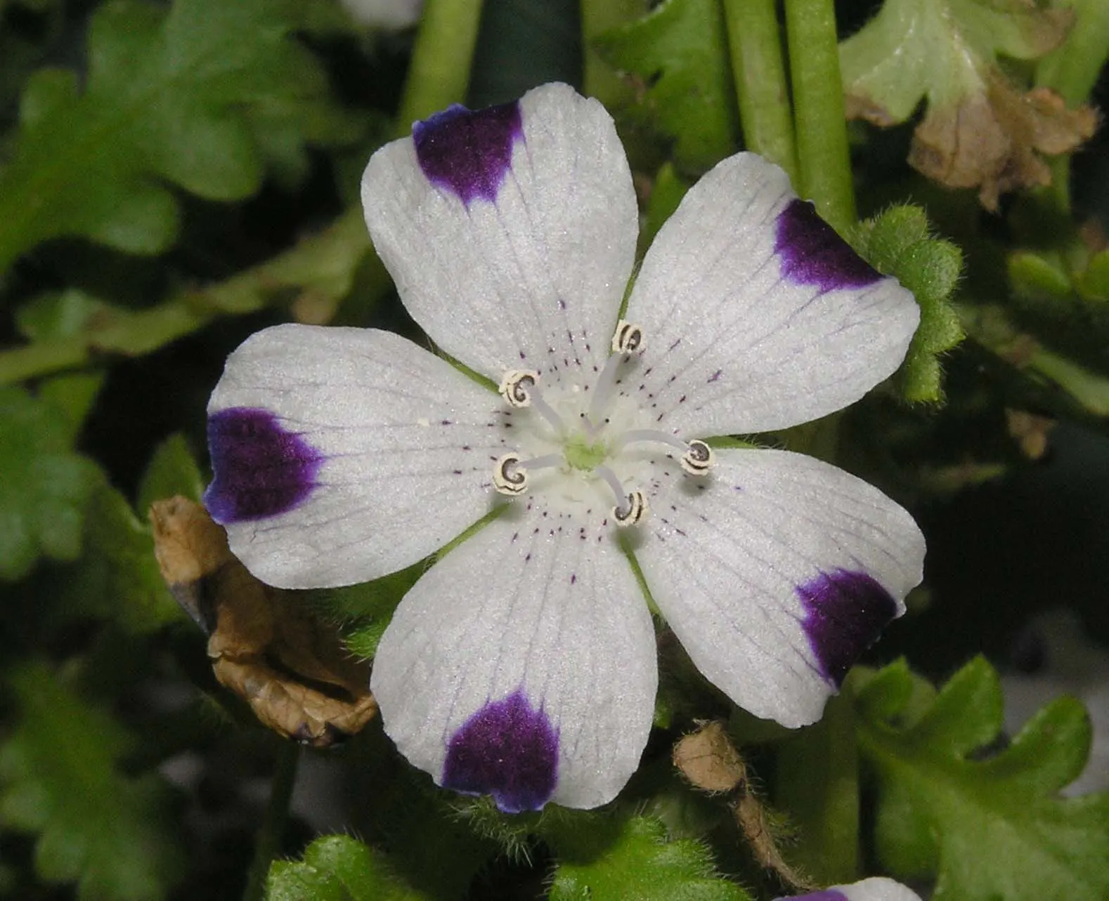 Five-Spot Nemophila (Nemophila Maculata) — Ideal for borders and as a ground cover, it blooms abundantly in spring; they boast a bright white base with five