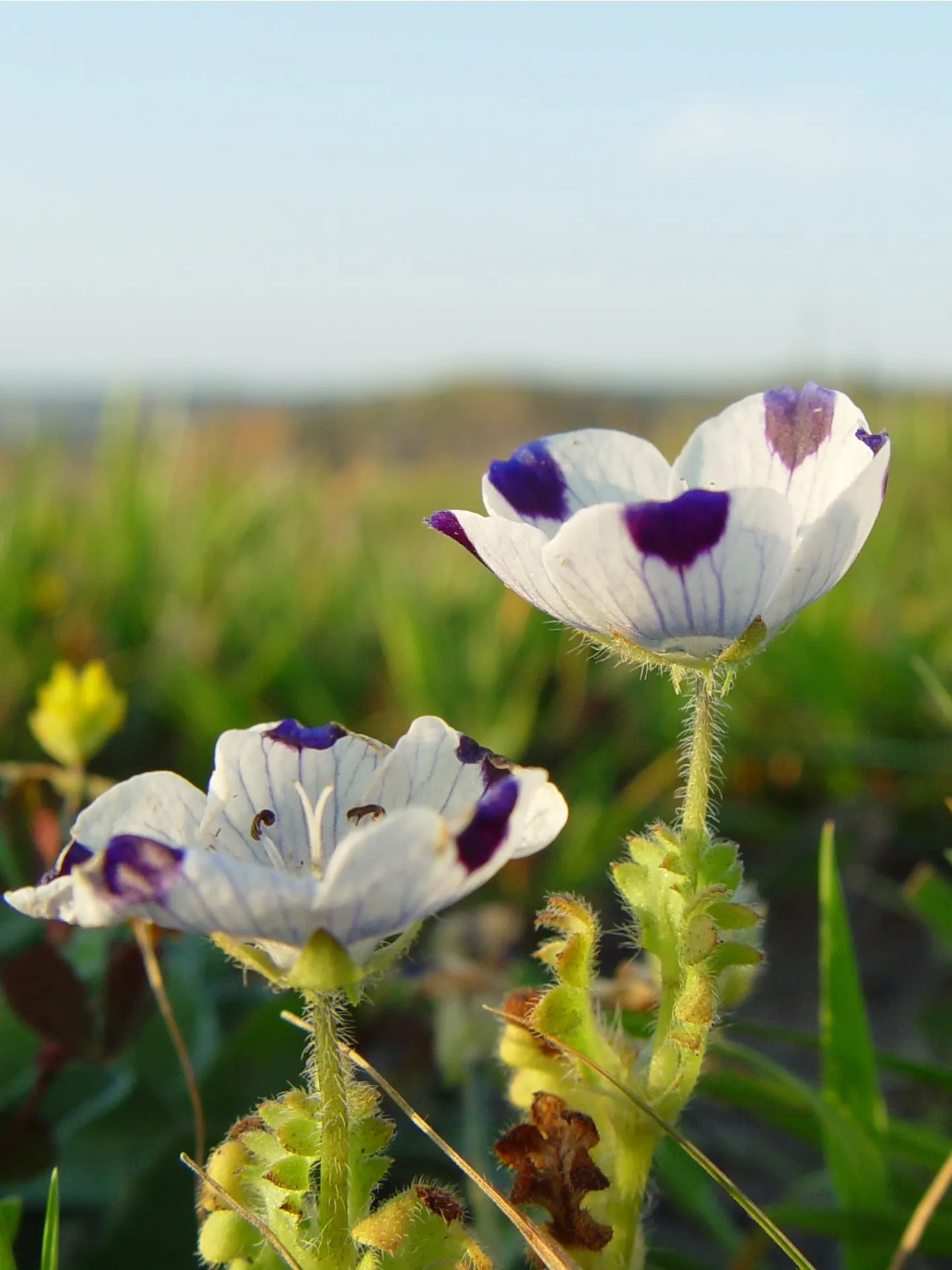 Five-Spot Nemophila (Nemophila Maculata) — with a slightly acidic to neutral pH level; they boast a bright white base with five distinct