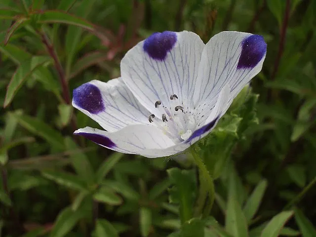 Five-Spot Nemophila (Nemophila Maculata) — It features a low, spreading habit, reaching 6-12 inches in height, with delicate cup-shaped blossoms, image 44
