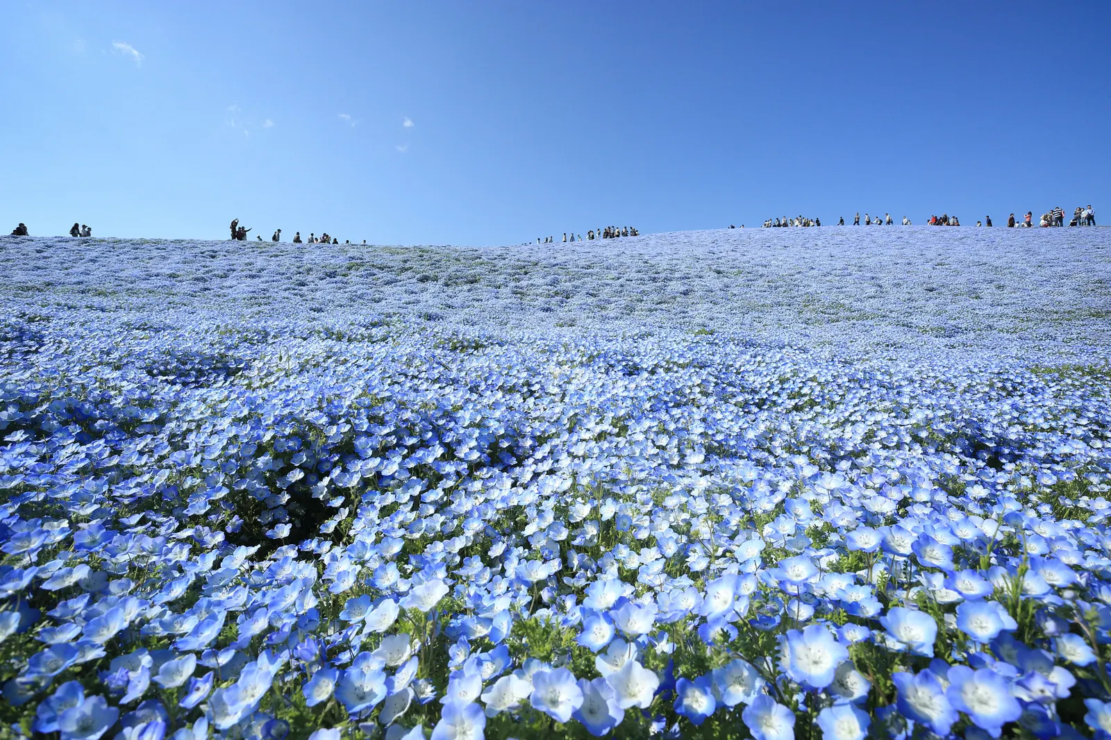 Five-Spot Nemophila (Nemophila Maculata) — Regular watering is crucial to keep the soil consistently moist; and its ability to attract butterflies adds an