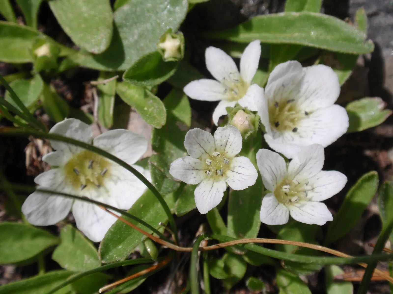 Five-Spot Nemophila (Nemophila Maculata) — Thriving in partial shade to full sun, this California native prefers moist, well-drained soil, image 25