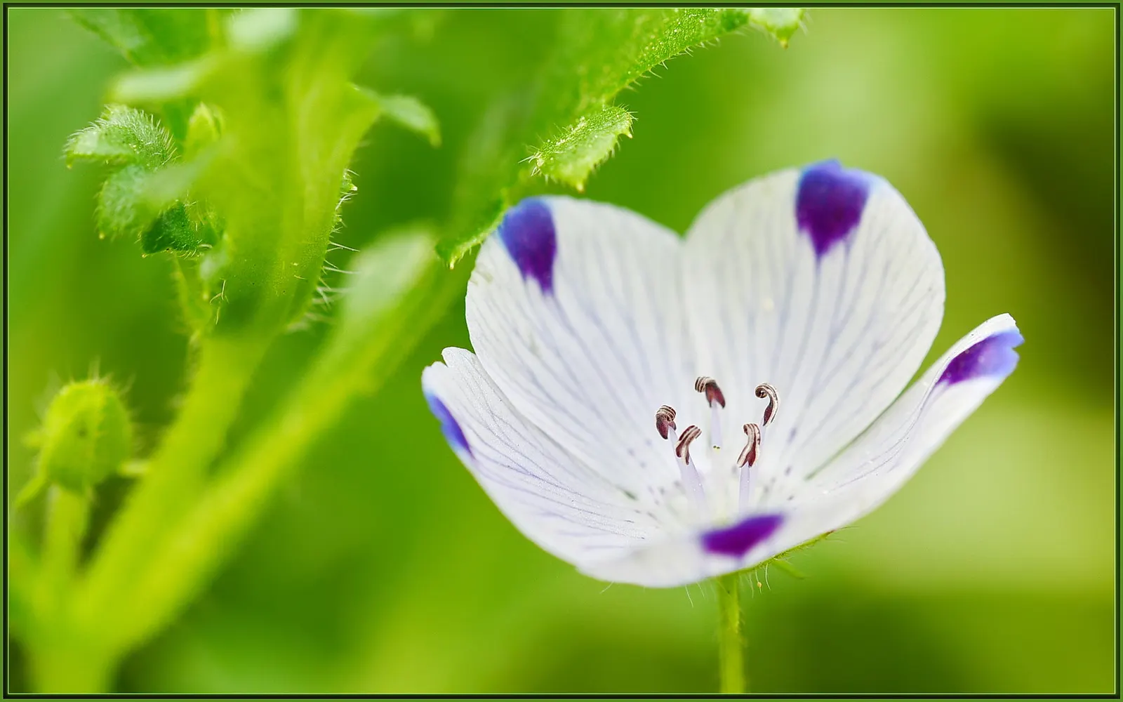 Five-Spot Nemophila (Nemophila Maculata) — Each white petal is distinctively marked with a deep purple spot at the tip, suggesting the name