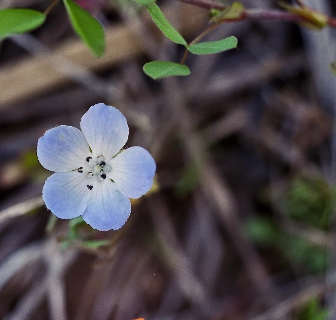 Five-Spot Nemophila (Nemophila Maculata) — It features lush, light green foliage that serves as a beautiful backdrop for its showy flowers; and its ability to