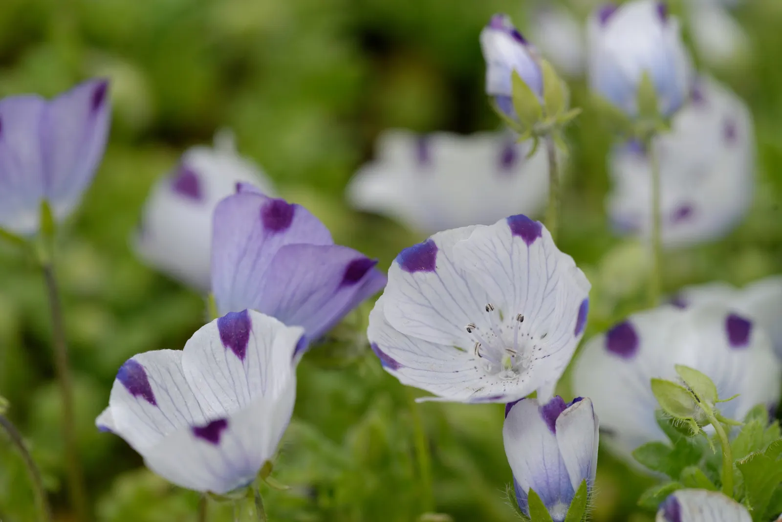 Five-Spot Nemophila (Nemophila Maculata) — annual with blue blooms
