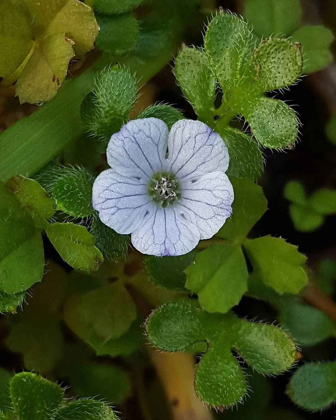 Five-Spot Nemophila (Nemophila Maculata) — and its ability to attract butterflies adds an extra layer of dynamism to the landscape, image 39