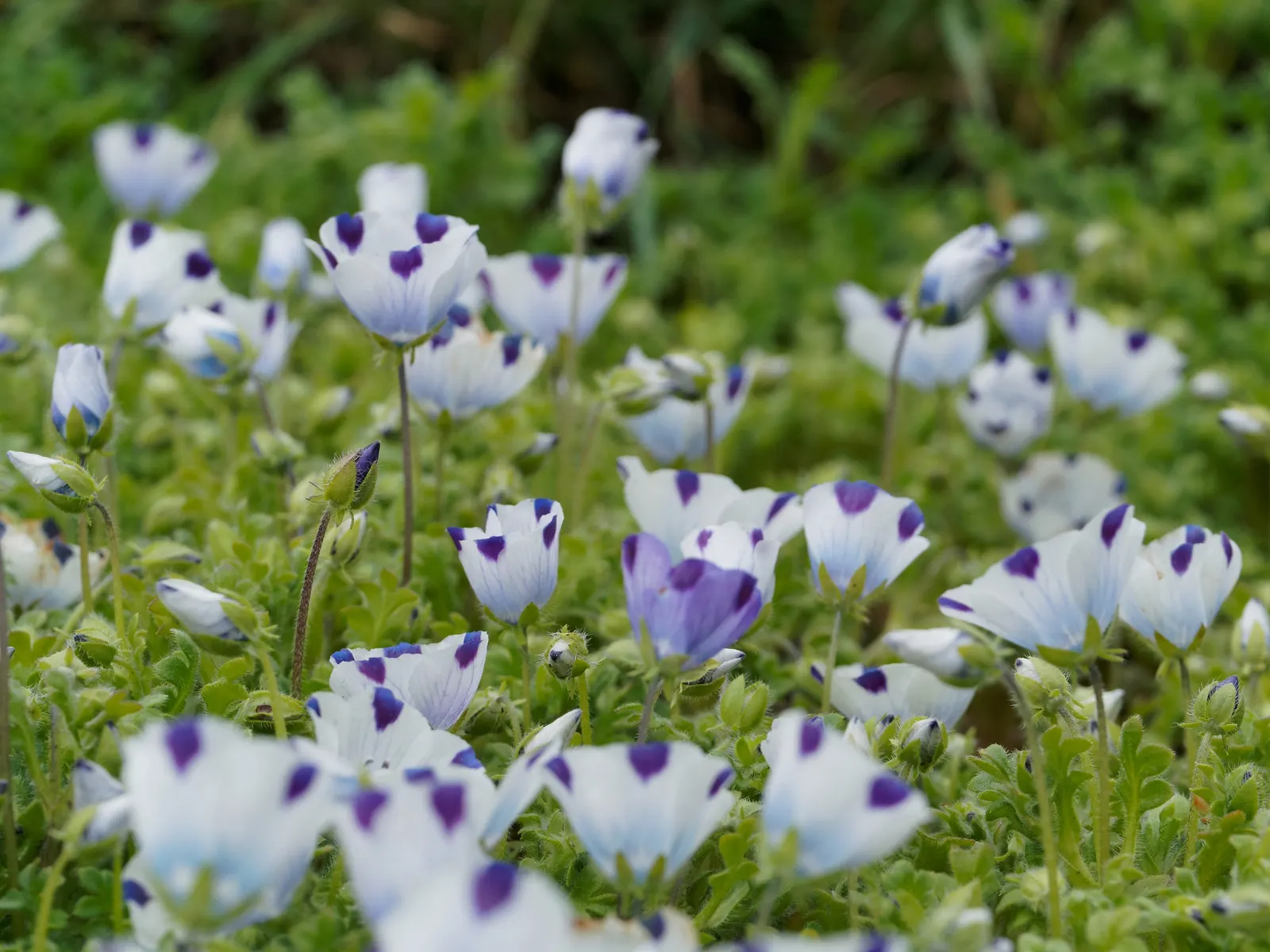 Five-Spot Nemophila (Nemophila Maculata) — Regular watering is crucial to keep the soil consistently moist