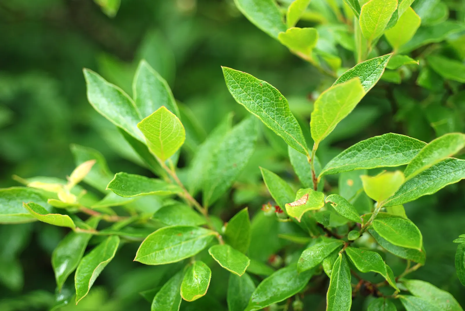 Highbush Blueberry (Vaccinium Corymbosum) — The Highbush Blueberry (Vaccinium corymbosum) is an upright, deciduous shrub standing at 6-12 feet, image 89