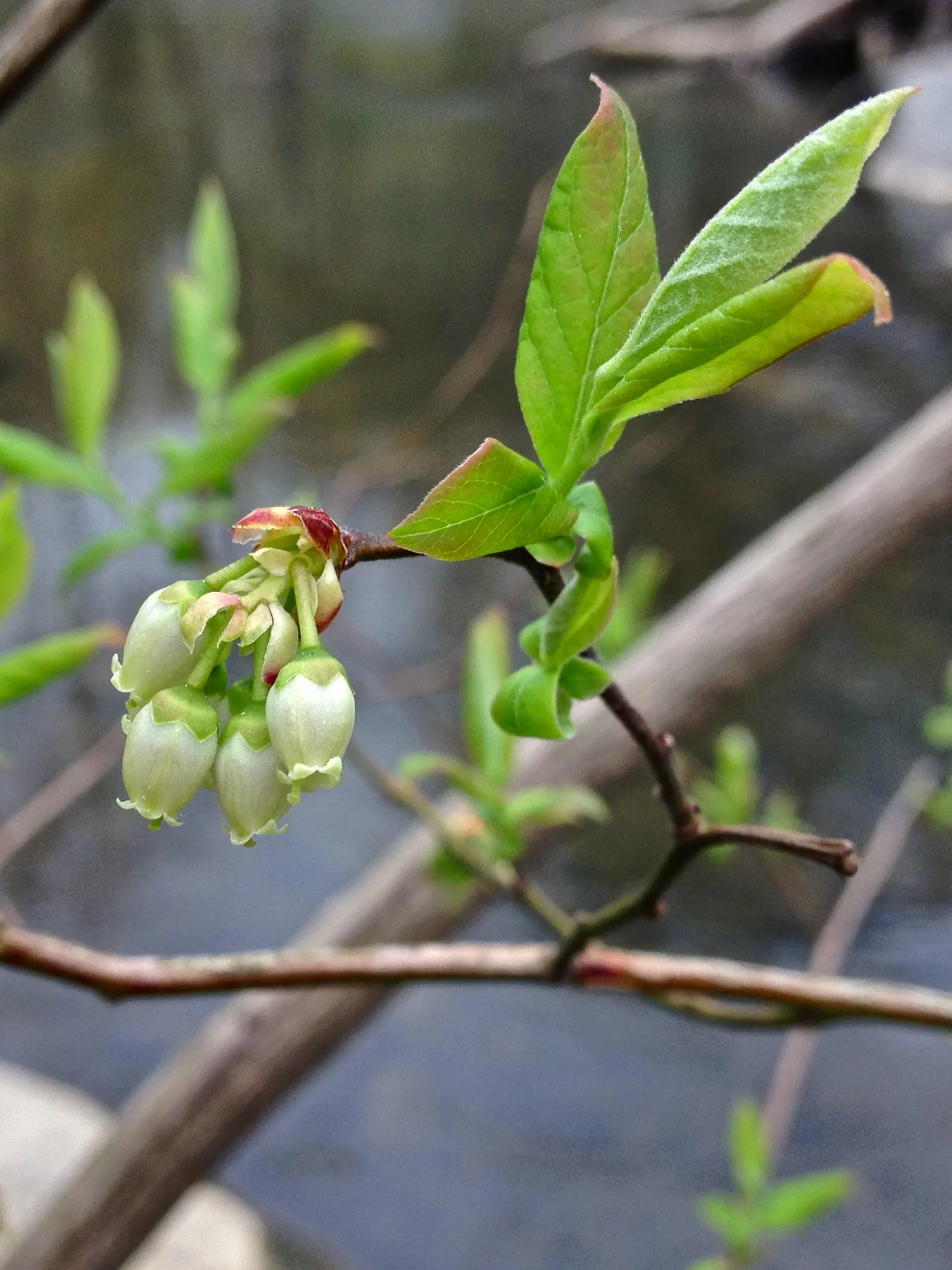 Highbush Blueberry (Vaccinium Corymbosum) — scientifically dubbed Vaccinium corymbosum; this hardy shrub is cold-tolerant, image 50