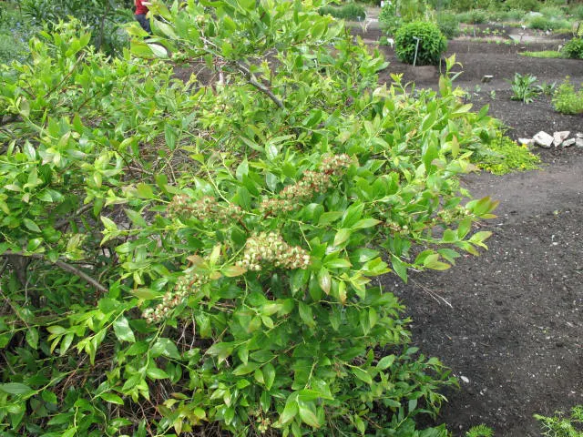Highbush Blueberry (Vaccinium Corymbosum) — which gracefully hang from the branches; this deciduous shrub exhibits a graceful, image 55