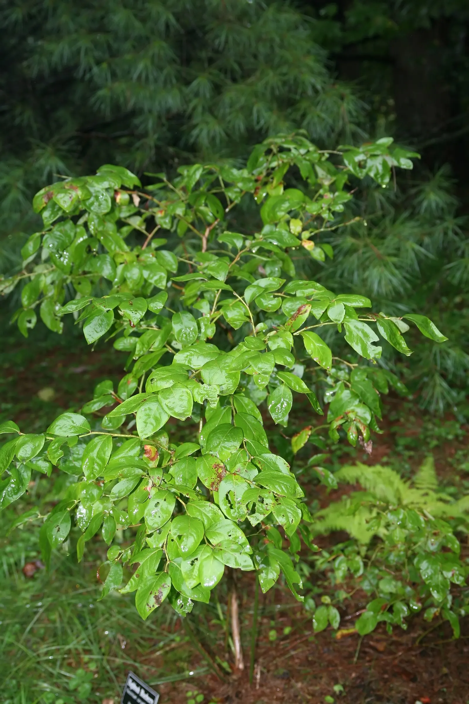 Highbush Blueberry (Vaccinium Corymbosum) — This hardy shrub is cold-tolerant; scientifically dubbed Vaccinium corymbosum, image 105