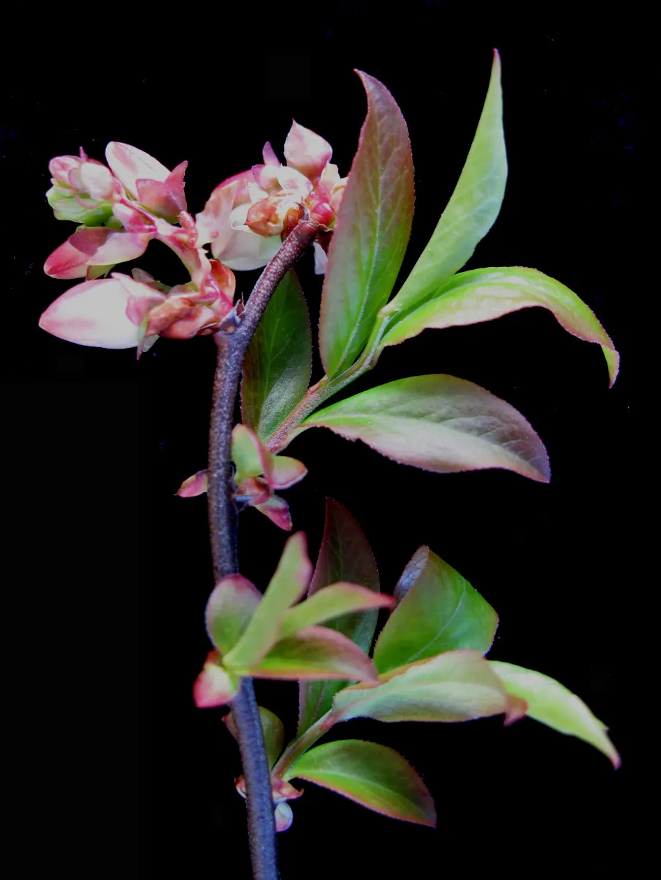 Highbush Blueberry (Vaccinium Corymbosum) — adapting to USDA hardiness zones 3 through 8; summer brings forth a bounty of sweet, juicy berries, each