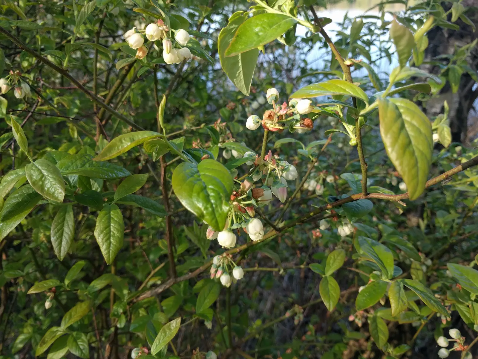 Highbush Blueberry (Vaccinium Corymbosum) — white flowers in the garden; a wildlife attractant, it's perfect for edible landscapes and requires, image 64