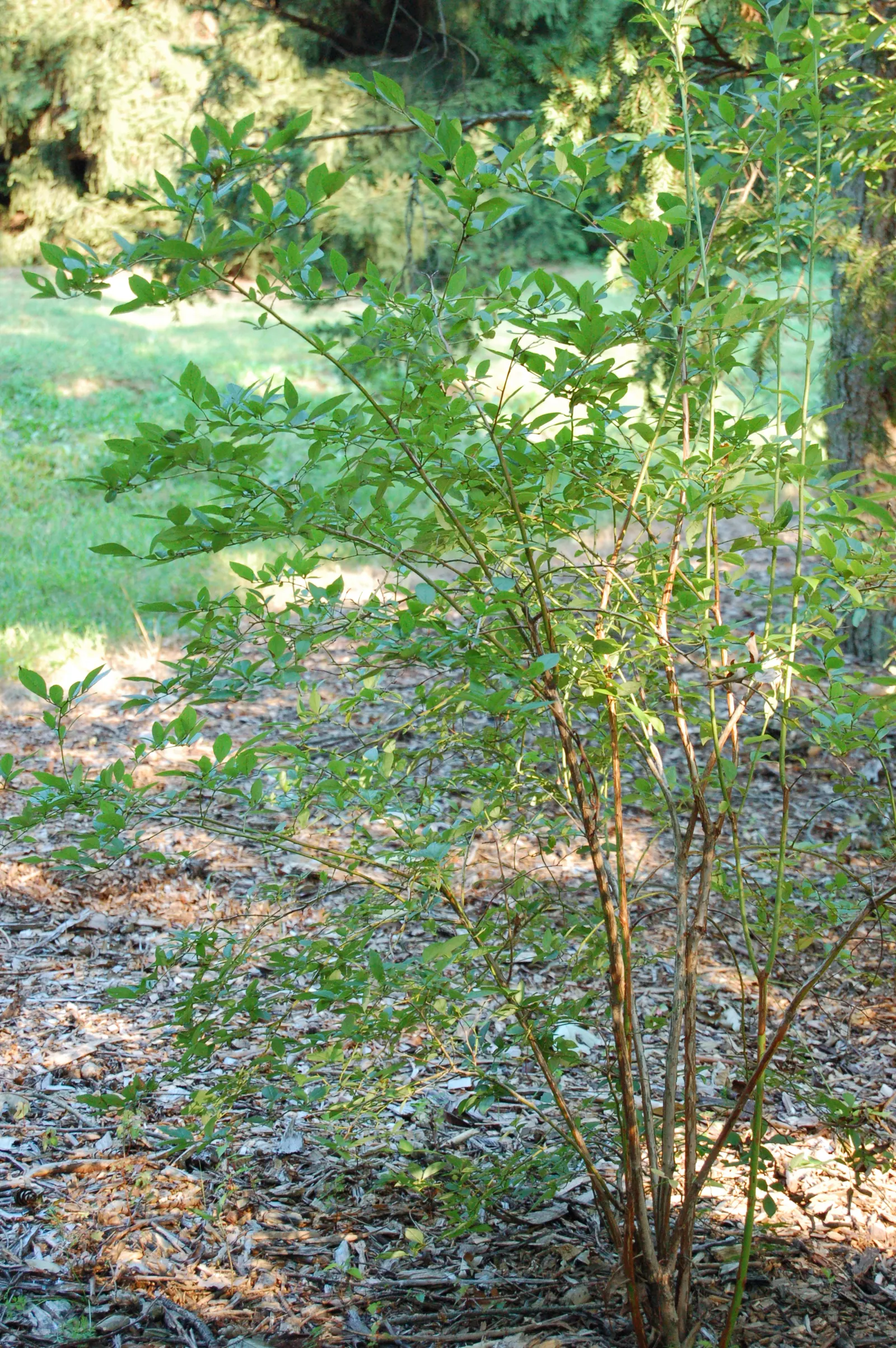 Highbush Blueberry (Vaccinium Corymbosum) — Highbush Blueberry is adorned with delicate white or pink-tinged bell-shaped flowers; the Highbush, image 54