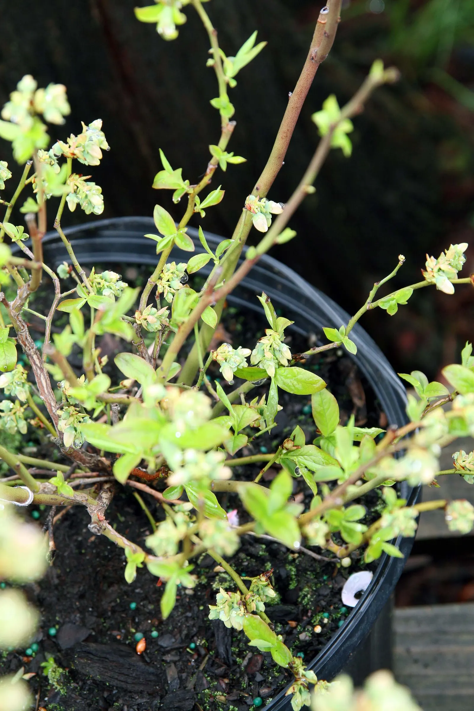 Highbush Blueberry (Vaccinium Corymbosum) — This hardy shrub is cold-tolerant; scientifically dubbed Vaccinium corymbosum, image 61