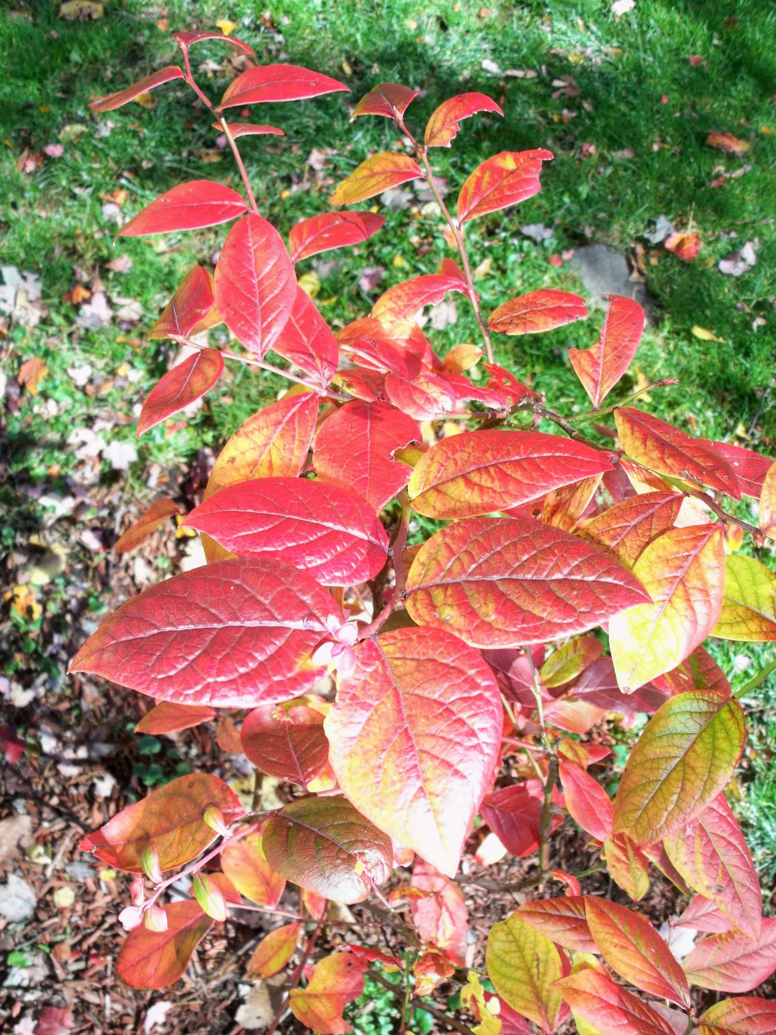 Highbush Blueberry (Vaccinium Corymbosum) — For successful cultivation; shrub with white blooms, image 60
