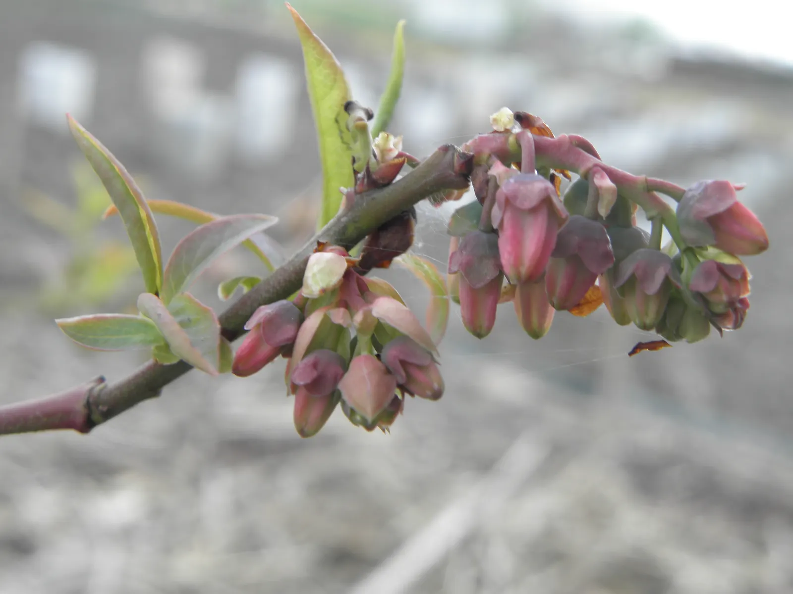 Highbush Blueberry (Vaccinium Corymbosum) — Summer brings forth a bounty of sweet, juicy berries, each approximately 0.2 to 0.6 inches in diameter, image 101