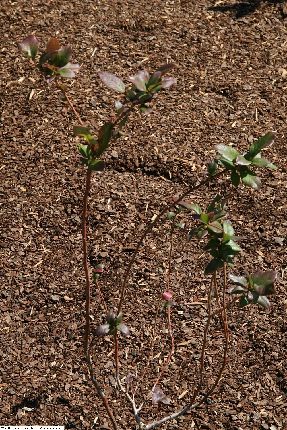 Highbush Blueberry (Vaccinium Corymbosum) — offering an extended season of color; the plump fruits are not only a treat for the palate but also attract various