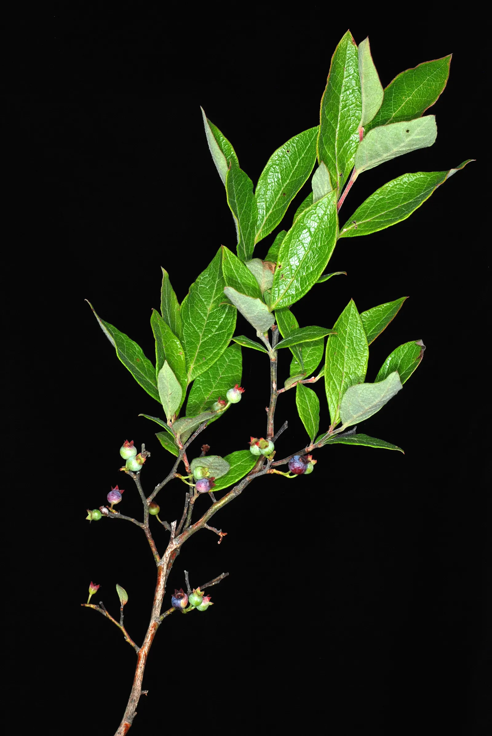 Highbush Blueberry (Vaccinium Corymbosum) — This hardy shrub is cold-tolerant; scientifically dubbed Vaccinium corymbosum, image 83