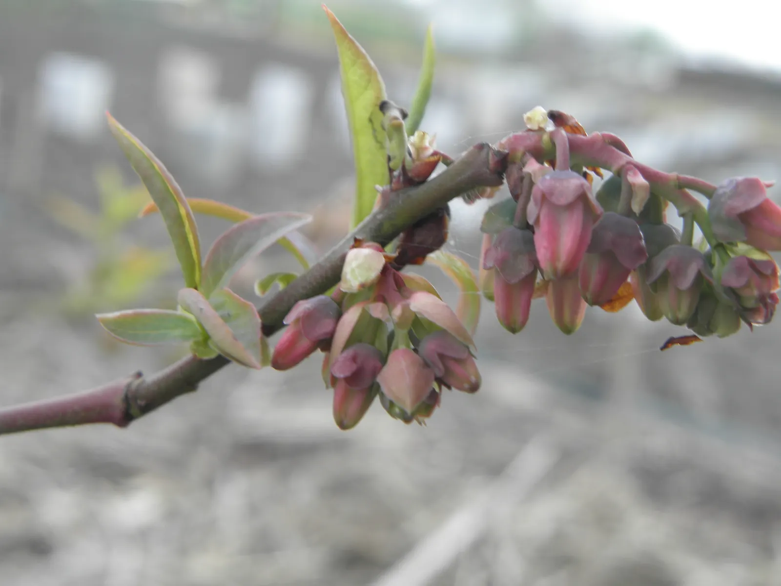 Highbush Blueberry (Vaccinium Corymbosum) — The plump fruits are not only a treat for the palate but also attract various bird species; standing at, image 102