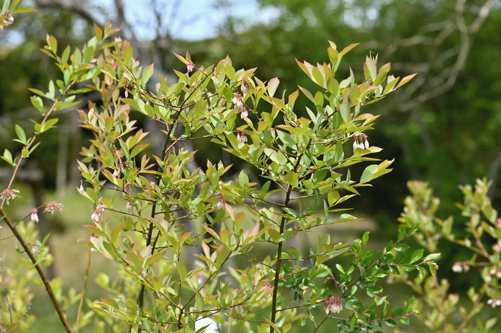 Highbush Blueberry (Vaccinium Corymbosum) — Highbush Blueberry is adorned with delicate white or pink-tinged bell-shaped flowers; the Highbush Blueberry