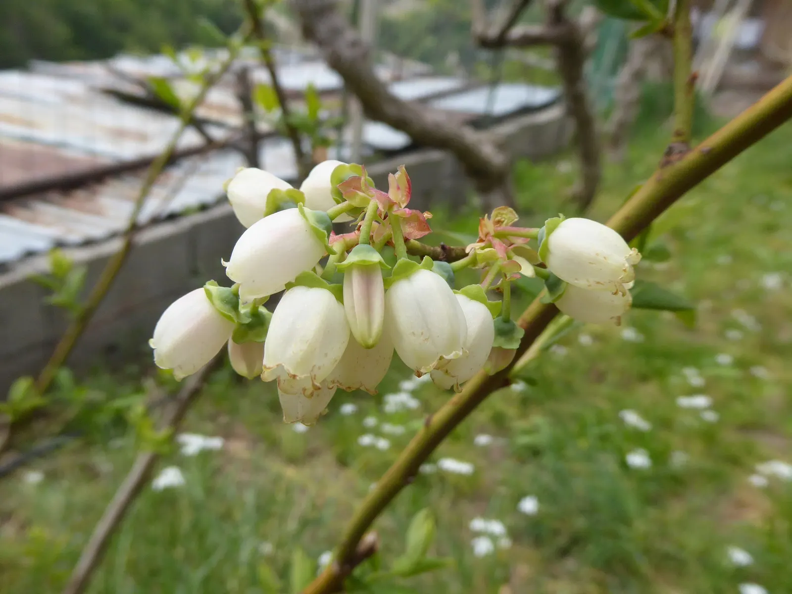 Highbush Blueberry (Vaccinium Corymbosum) — A wildlife attractant, it's perfect for edible landscapes and requires cross-pollination for optimal, image 49