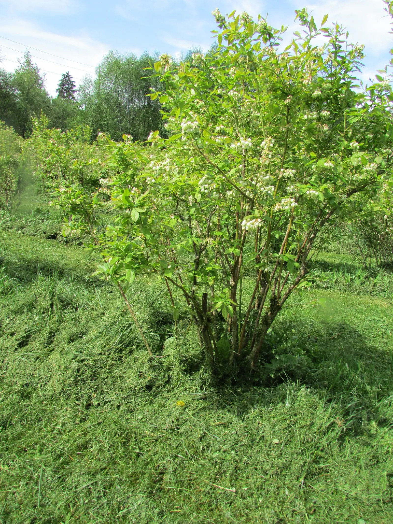 Highbush Blueberry (Vaccinium Corymbosum) — Ideal for zones 3-8, it thrives in full sun to part shade with well-draining, acidic soil; it produces, image 48