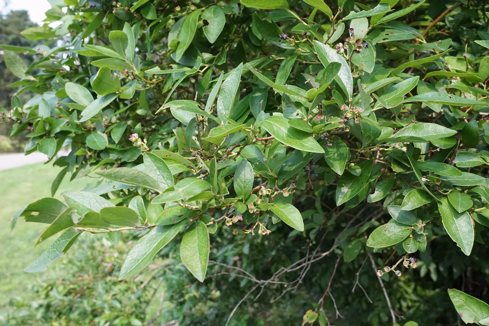 Highbush Blueberry (Vaccinium Corymbosum) — shrub with white blooms; the blossoms not only add aesthetic appeal but are also a magnet for, image 87