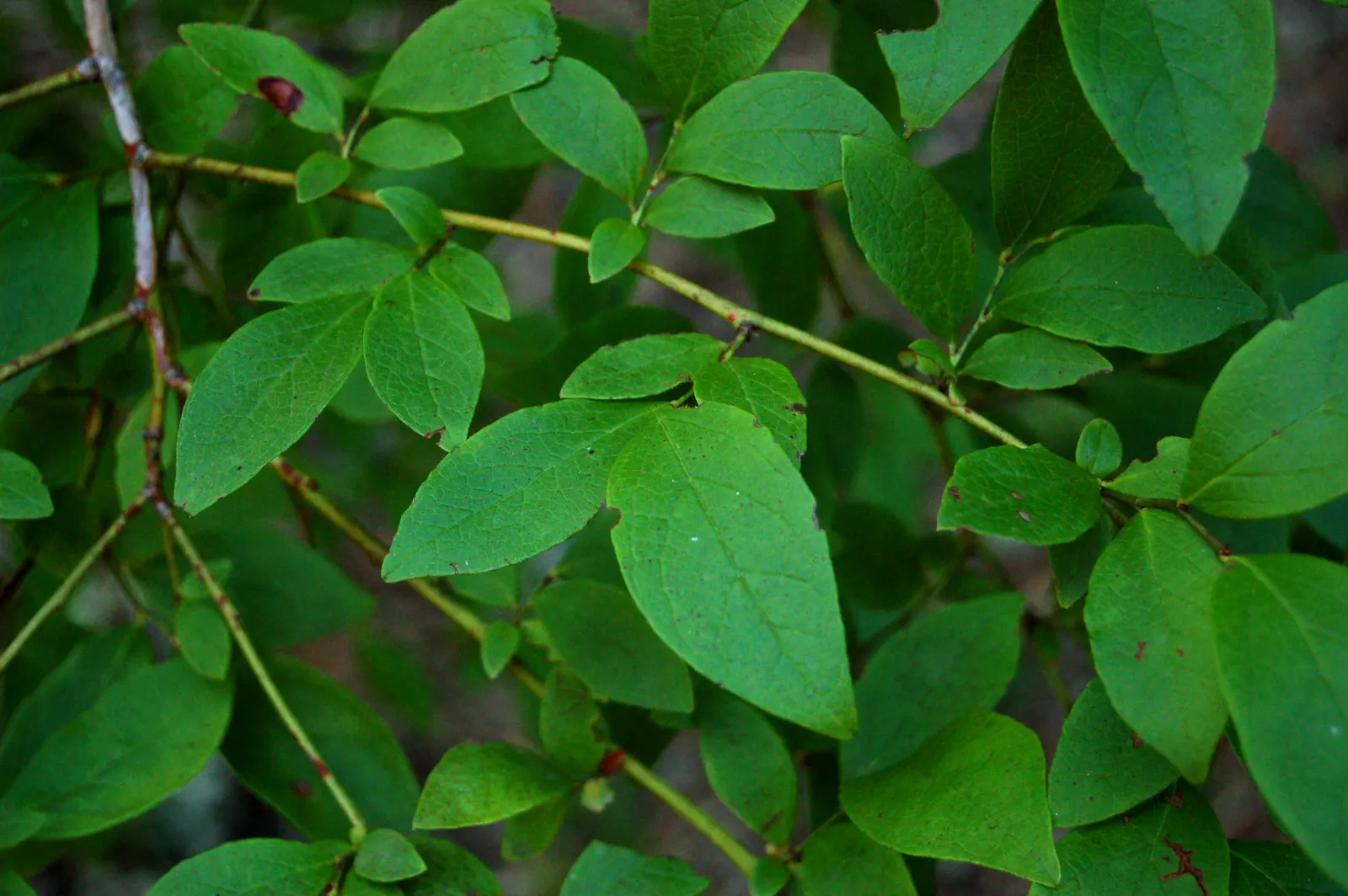 Highbush Blueberry (Vaccinium Corymbosum) — The plump fruits are not only a treat for the palate but also attract various bird species; standing at an