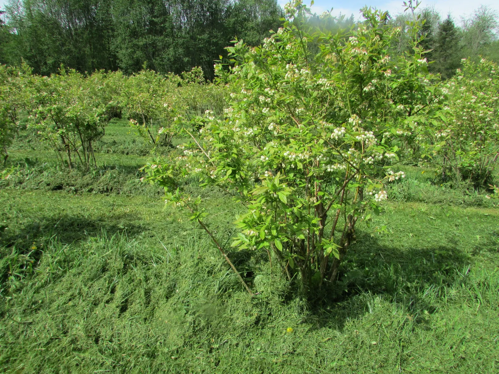 Highbush Blueberry (Vaccinium Corymbosum) — white flowers in the garden; a wildlife attractant, it's perfect for edible landscapes and requires