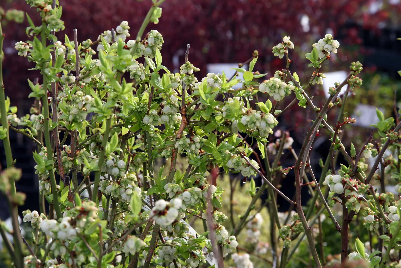 Highbush Blueberry (Vaccinium Corymbosum) — For successful cultivation; shrub with white blooms, image 104