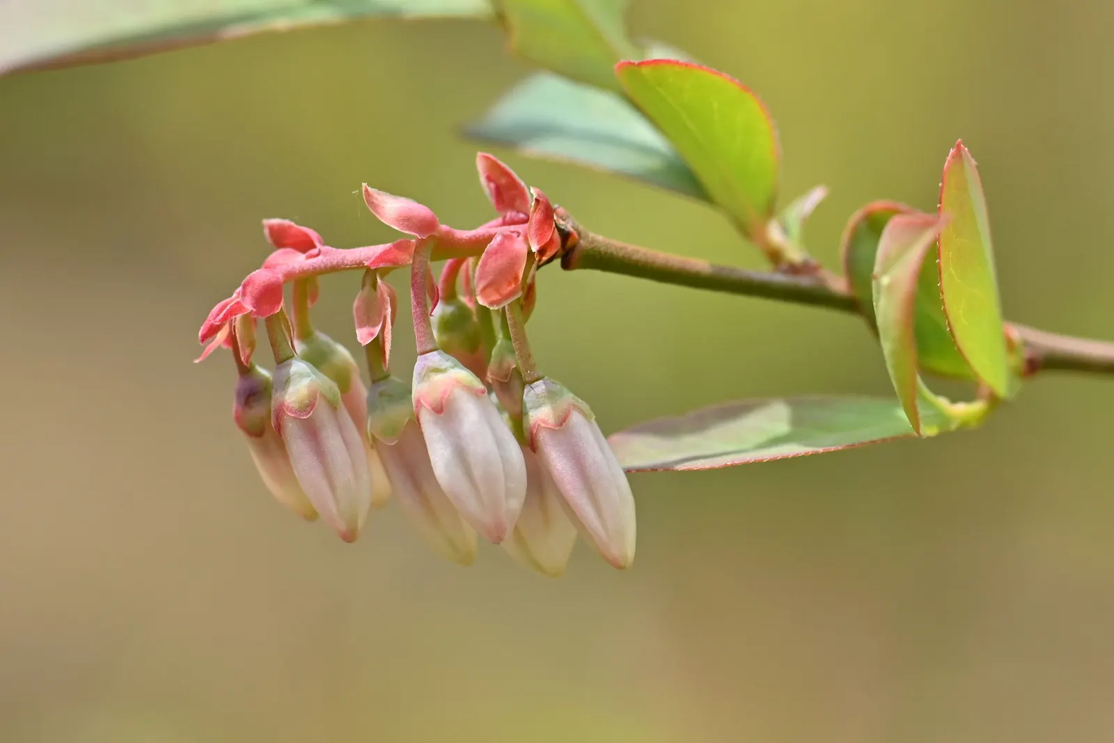 Highbush Blueberry (Vaccinium Corymbosum) — which gracefully hang from the branches; this deciduous shrub exhibits a graceful