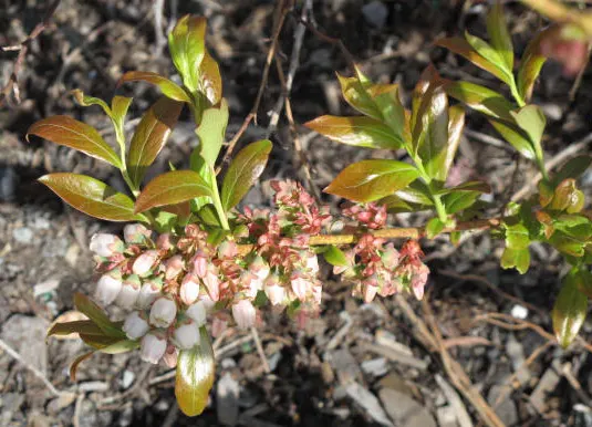 Highbush Blueberry (Vaccinium Corymbosum) — Summer brings forth a bounty of sweet, juicy berries, each approximately 0.2 to 0.6 inches in diameter; shrub for