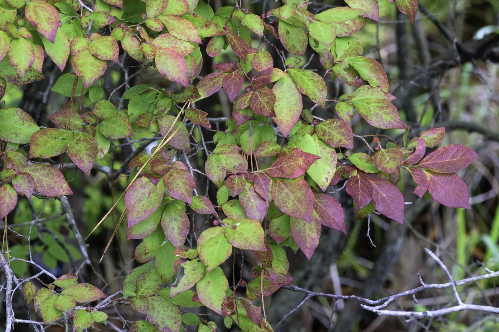 Highbush Blueberry (Vaccinium Corymbosum) — adapting to USDA hardiness zones 3 through 8; summer brings forth a bounty of sweet, juicy berries, each, image 62