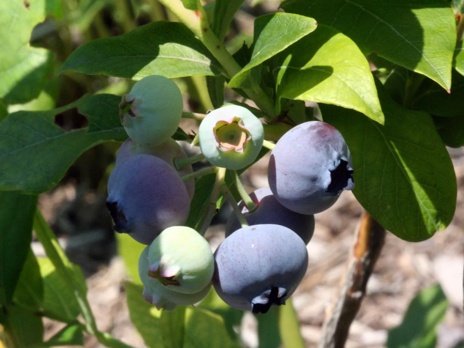 Highbush Blueberry (Vaccinium Corymbosum) — scientifically dubbed Vaccinium corymbosum; this hardy shrub is cold-tolerant, image 72