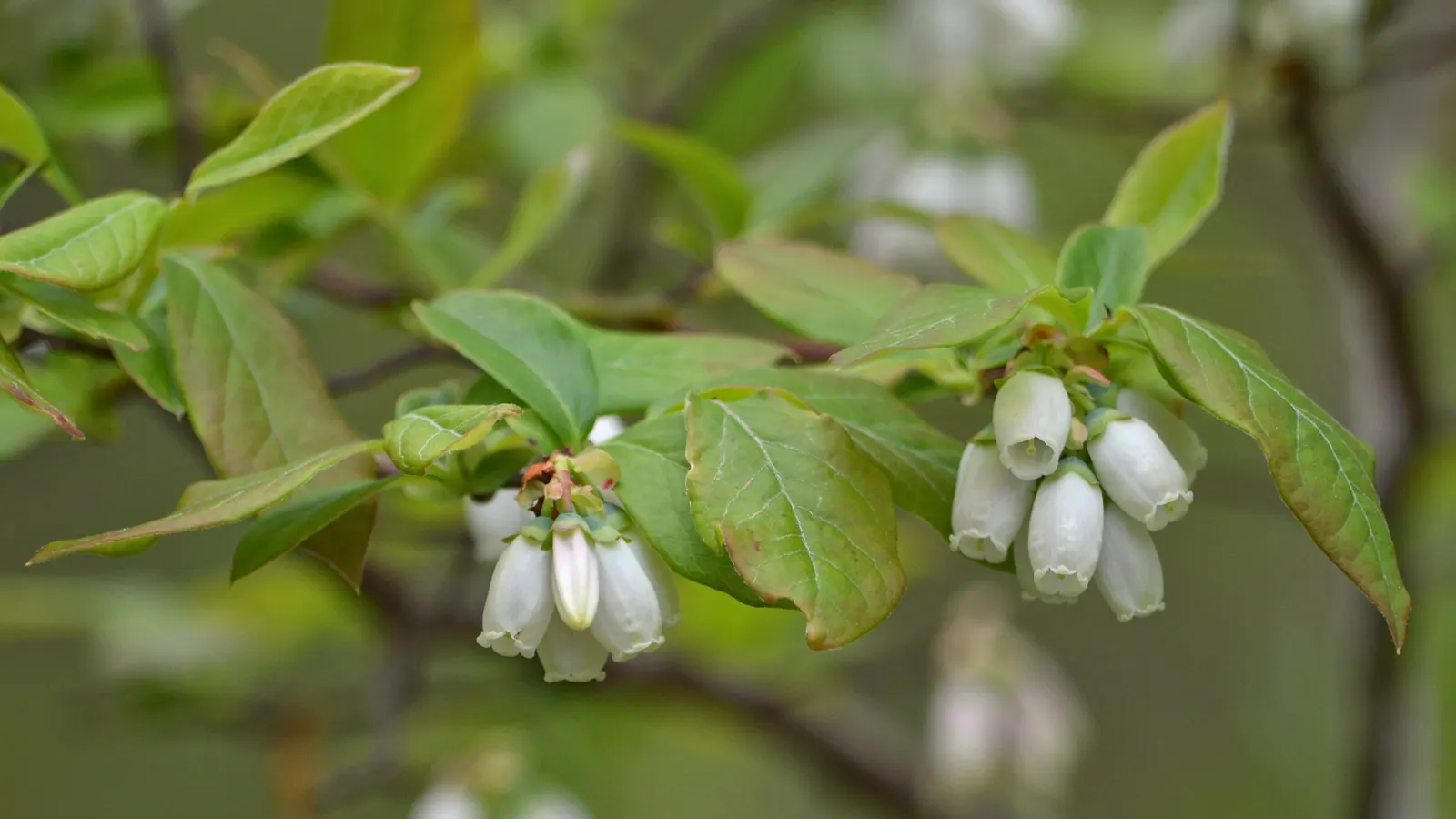 Highbush Blueberry (Vaccinium Corymbosum) — Standing at an impressive height of 6 to 12 feet with a similar spread; bell-shaped spring flowers and, image 95
